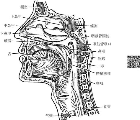 鼻準|鼻準:人體解剖部位名稱。系指鼻前下端隆起之頂部。又名準頭、。